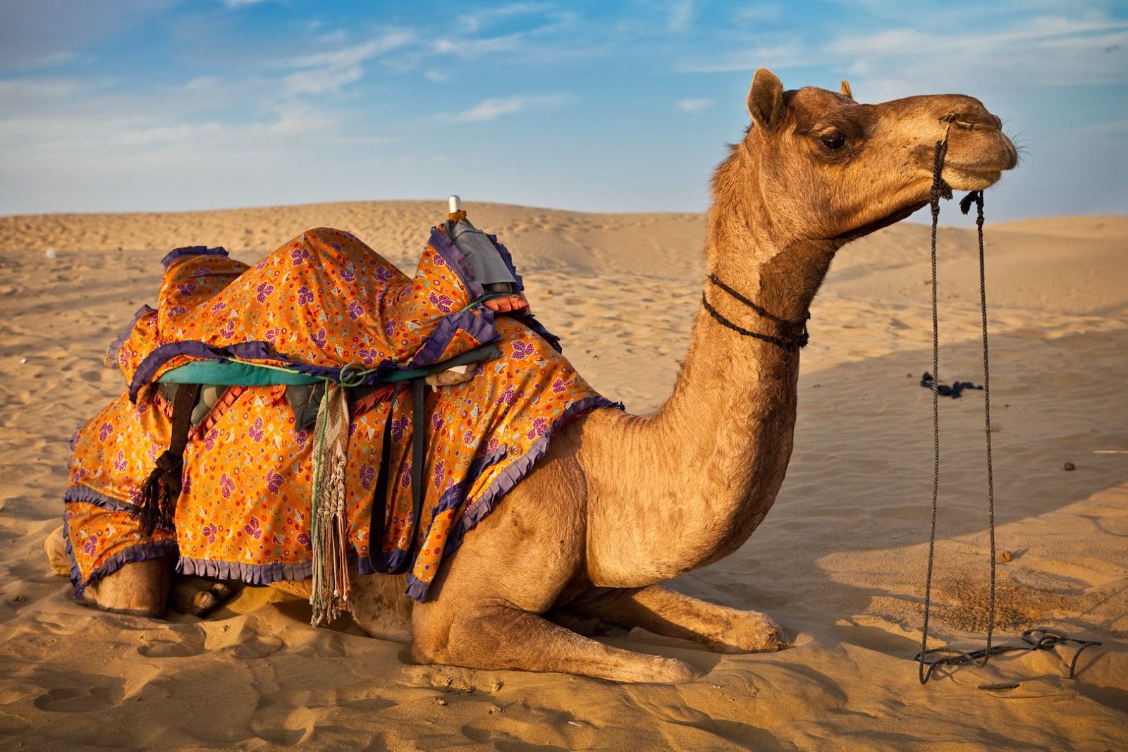 Camel Safari in the desert