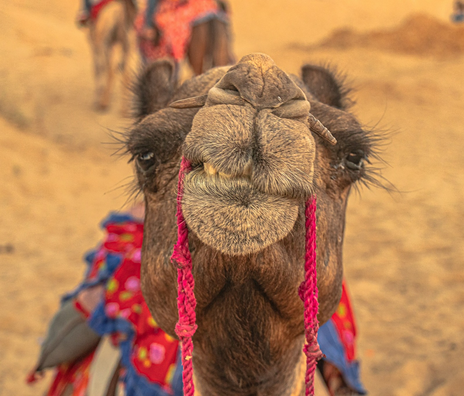 Camel ride at sunset